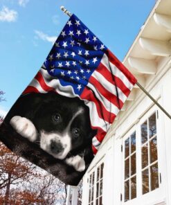 border collie. american patriot flag 1544