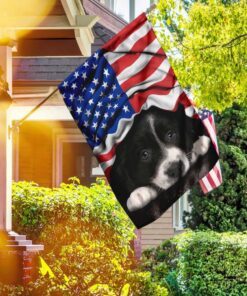 border collie. american patriot flag 7546