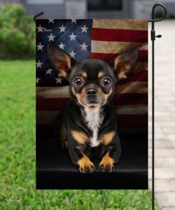 chihuahua american flag 4487