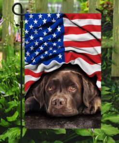chocolate labrador retriever. american patriot flag 5585